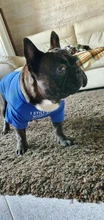 Letras de moda impreso Bulldog francés Camisa de algodón elástico ropa de perro mascota para Yorkshire Chihuahua verano bombero esposa camiseta bombero novia fuego emblema bombero Don bombero Cruz de traje