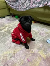 Pet Dog Clothes Fashion Hoodie Spring and Summer For Dogs Coat Jacket Cotton Ropa Perro