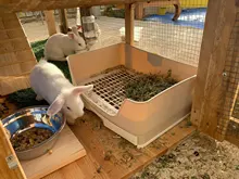 Orinal de conejo grande para adultos, bandeja de esquina con cajón, bandeja para mascotas, hámster, conejillo de indias, Hurón, Galesaur Bunny