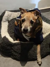 Pet-Dog-Clothes Clothing Coat Jacket Outfit Pets-Puppy-Costume French Bulldog Small Dogs