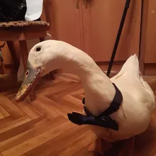 Diaper Farm Pet-Goose-Duck Chicken Adjustable Poultry for Bowknot Creative Cotton