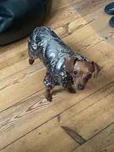 Ropa de abrigo para Perros Bulldog Francés, Ropa de cachorro, Chihuahua, yorkie, abrigo de perrito mascota, chaqueta, perros, mascotas