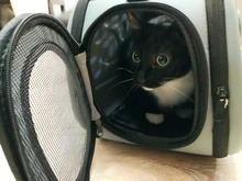 Bolsa de transporte para perros con diseño de gato, bolso de los gatos portátil, plegable, de viaje, para llevar al hombro