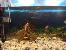 Sticker Poster Backdrop Aquarium-Decoration Fish-Tank Sea-Plants 3D Double-Sided-Ocean