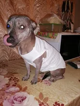Camiseta de DIY estampado de Color sólido para perro, ropa fina y cómoda