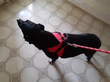 Perro suministros nailon mascota perros arnés Collar de Pet de alta calidad productos harnais pour chie para grandes Grande Mediano pequeño arnés de perro