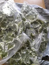 Artificial-Vine-Decoration Terrarium Reptile-Box Lizards Fake-Plants Green-Leaves