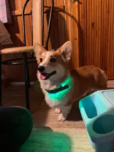 Pet-Supplies Leash Dog-Accessories Led-Collar Flashing Small Dog Night-Safety Rechargeable