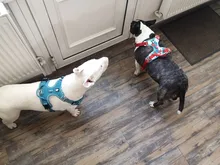 Truelove Front Nylon Dog Harness No Pull Vest Soft Adjustable Safety Harness For Dog