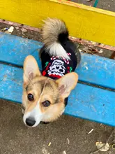 Dog Sweater Coat Clothing Cat-Costume Pet Christmas Halloween for Small Deer Warm