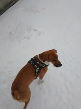 Perro suministros nailon mascota perros arnés Collar de Pet de alta calidad productos harnais pour chie para grandes Grande Mediano pequeño arnés de perro