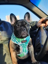 Arnés de Bulldog Francés transpirable para perros pequeños y medianos, chaleco para gatos, entrenamiento para caminar