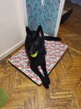 Cama grande para perro, colchoneta de espuma viscoelástica, transpirable, colchón ortopédico de fondo Oxford, para mascota mediana grande pequeña