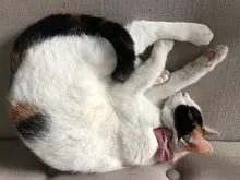 Collar de gato de terciopelo con lazo liso para cachorro, Chihuahua, con campana, hebilla de seguridad ajustable, pajarita para gatos, accesorios para mascotas