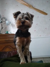 Dog-Carrier-Bag Dog-Backpack Puppy Kangaroo Travel Breathable Out Benepaw Front 6-Colors