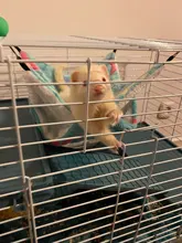 Hammock Hamster Squirrel-Sleeping-Bag Ferret Guinea-Pig Rabbit Double-Mezzanine Nests