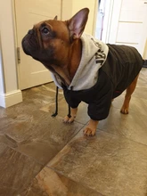 Jacket French Bulldog Dog Winter SUPREPET Coat Pet-Dog Dogs Large Cotton for Warm Perro