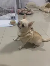 Vest Leash-Set Puppy-Harness Dog No-Pull French-Bulldog Pet-Chihuahua Small Padded Adjustable