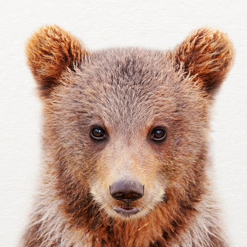 cute baby brown bears