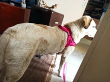 No-¡perro arnés reflectante ajustable de franela acolchada pequeño, mediano y grande arnés tipo chaleco para perro fácil para caminar de formación