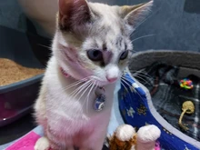 Etiqueta de identificación personalizada para perros y gatos, accesorios de identificación para perros y gatos