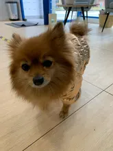 Ropa de abrigo para Perros Bulldog Francés, Ropa de cachorro, Chihuahua, yorkie, abrigo de perrito mascota, chaqueta, perros, mascotas