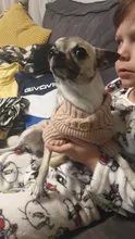 UFBemo Knitted Cable Dog Sweater Dachshund Cat Pull Chien Teckel Clothes Christmas Winter