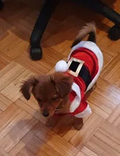 Costume Jackets Yorkie-Outfit Cat-Clothing Puppy Small Dogs Coat Hooded Pet-Dog Winter Dog