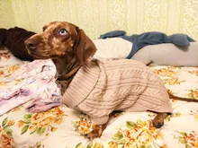 UFBemo Knitted Cable Dog Sweater Dachshund Cat Pull Chien Teckel Clothes Christmas Winter