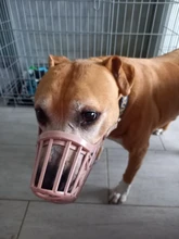 Bozal ajustable para perros de compañía, 7 tamaños, cesta de plástico resistente, diseño antimordedura, máscara bucal para perros y gatos 35, 1 Uds.