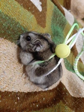 1,4 m 2,0 m ajustable correa de hámster arnés cuerda jerbo de algodón cuerda arnés Collar de guiar por rata ratón mascota hámster correa de jaula