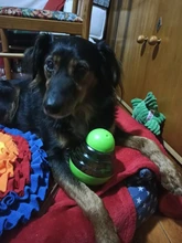 Interactive Dog Toys Slow Food Ball Food Dispenser IQ Treat Ball Smarter Pet Toys For