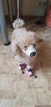 Bozal de perro cachorro pequeño mediano grande perro de cuero sintético de Nylon malla hocico de mascota bozal