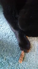 Cat Snacks Sticks Toothpaste-Stick Teeth-Molar Pet-Cat-Cleaning Natural Silvervine Fruit