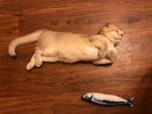 Pet Soft Plush Creative 3D Carp Fish Shape Cat Toy Gifts Catnip Fish Stuffed Pillow Doll