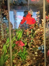 Ornament Fish-Tank-Jellyfish Artificial-Aquarium Goldfish for Glow-In-The-Dark