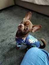 Summer Pet Printed Clothes For Dogs Floral Beach Shirt Jackets Dog Coat Puppy Costume