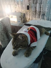 Costume Jackets Yorkie-Outfit Cat-Clothing Puppy Small Dogs Coat Hooded Pet-Dog Winter Dog