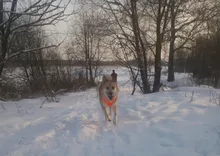 Adjustable Harness Dog-Accessories No-Pull-Vest Truelove Large Padded Pet-Dog Outdoor-Sport