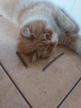 Cat Snacks Sticks Toothpaste-Stick Teeth-Molar Pet-Cat-Cleaning Natural Silvervine Fruit