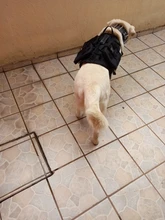 Vest Pouches Pet-Harness Dogs No-Pull Training Molle Military Hiking Tactical Large Medium