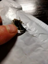 Mini cámara de inspección endoscópica, cámara de endoscopio tipo c usb para android 7,0mm, con cable duro para PC, teléfono Android, tipo de tubería C