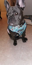 Arnés de Mascota para Bulldog Francés, correas pequeñas y medianas para perros, chaleco de cachorro francés, correa de plomo para perro que camina, productos para mascotas