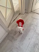 Costume Dog Shirt Dress Christmas Cat-Coat Couple for Small Cats Terrier Ropa Para Perro