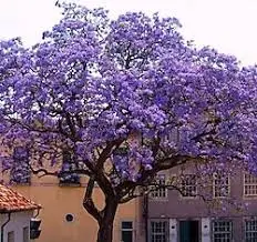 Адамово Дерево Фото