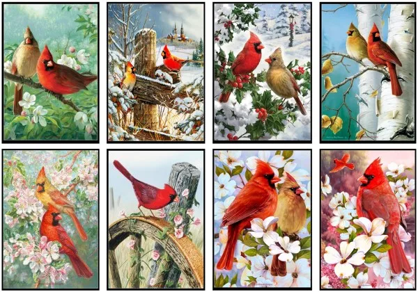 Cardinal Couple Collection 2