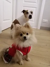 Costume Dog Shirt Dress Christmas Cat-Coat Couple for Small Cats Terrier Ropa Para Perro