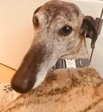 Leash Set Collars Lead Name Custom Personalized Adjustable Plaid Suit Id-Tag Faber