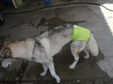 Pet-Physiological-Pants Underwear Diapers Dog Washable Female Short Puppy for Small Doggie