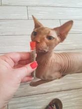 Hierba gatera Natural pura para gatos, Limpieza de dientes creativa, aperitivos para gatos, suministros para mascotas